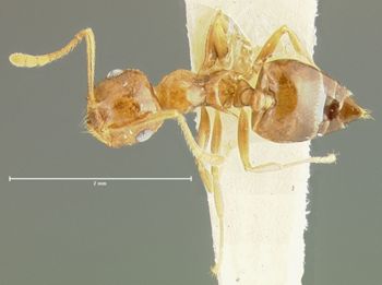 Media type: image; Entomology 26137   Aspect: habitus dorsal view